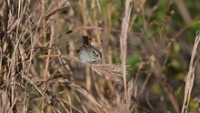 Swamp Sparrow (Melospiza Georgiana) Eating Seeds From A Tall Reed Stem.