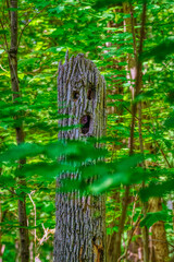 Wall Mural - While walking through the woods at IBM Glen Nature Area in the Upstate NY town of Union, we encountered an old dead tree with a Scary Face.