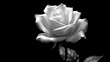 canvas print picture - white rose on black background