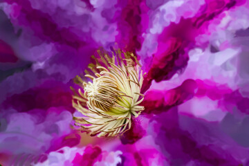Wall Mural - the clematis are blooming in late spring and early summer this year in windsor in upstate ny. garden