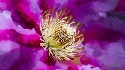 Wall Mural - the clematis are blooming in late spring and early summer this year in windsor in upstate ny. garden