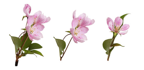 Wall Mural - Pink flowers and green leaves of Malus floribunda (profusely flowering apple) isolated on white or transparent background