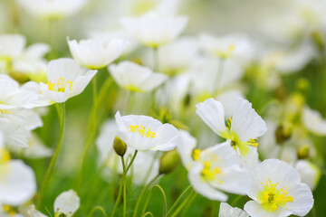 Canvas Print - Blooming plant Anemone Obtusiloba