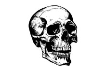 Human Skull In Woodcut Style. Vector Engraving Sketch Illustration.