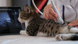 Vet doc checks kidneys of tabby cat with ultrasound machine