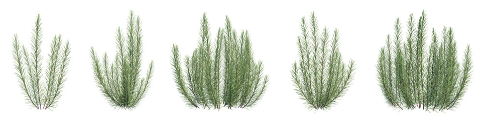Set of Salvia rosmarinus plants with isolated on transparent background. PNG file, 3D rendering illustration, Clip art and cut out