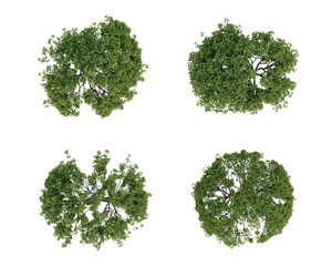 Wall Mural - Set of tree on top view isolated on transparent background, 2d plants, 3d render illustration.