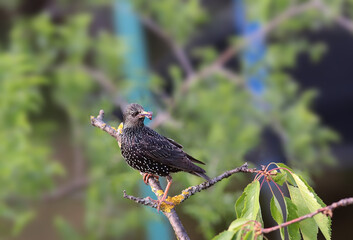 Wall Mural - 
A starling on a branch with a piece of cherry in its beak...