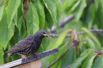 Wall Mural - A starling with prey on the roof of a birdhouse...