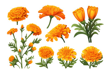 Canvas Print - Marigold vector set collection graphic clipart design. Generative AI