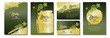 Collection labels for wine. Green and gold backgrounds with grapes.