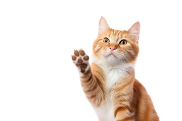cat giving a high five