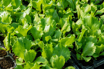 Wall Mural - Greenhouse provides an ideal environment for cultivating young green lettuce Iceberg, maintaining optimal temperature and humidity levels.