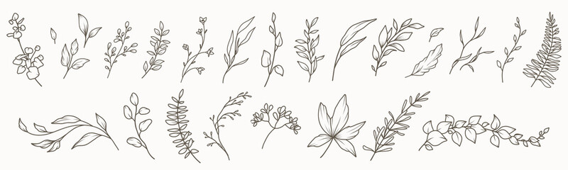 hand drawn floral minimal elements in line art style. greenery for decoration, wild and garden plant