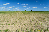Fototapeta Krajobraz - Field of young corn, Poland