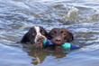 Gundog training. Spaniel and chocolate labrador pet working dogs swimming together