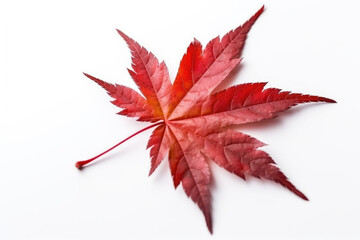 japanese maple leaf isolated created with generative ai technology