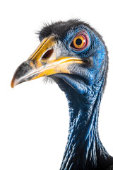 Wall Mural - close up of a cassowary isolated on a transparent background