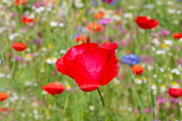 Poster - close up of red poppy on meadow at summer