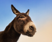 Portrait Of A Brown Donkey In Front Of A Blue Sky 