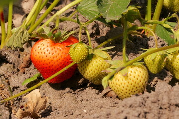 Wall Mural - strawberries ripen in the field