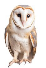 Close Up Of A Barn Owl Isolated On A Transparent Background