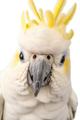 Wall Mural - close up of a cockatoo isolated on a transparent background