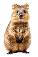 Wall Mural - close up of a quokka isolated on a transparent background