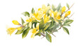 Watercolor painting of Yellow jessamine on white paper Floral illustration Bouquet