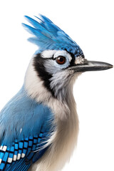 Wall Mural - close up of a blue jay isolated on a transparent background