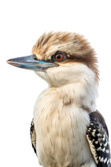 Wall Mural - close up of a kookaburra isolated on a transparent background