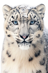 Wall Mural - close up of a snow leopard isolated on a transparent background