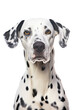 © Perfect PNG - close up of a dalmatian isolated on a transparent background