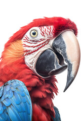 Wall Mural - close up of a macaw isolated on a transparent background