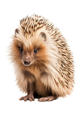 Wall Mural - close up of a porcupine isolated on a transparent background