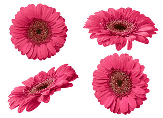 Wall Mural - Pink gerbera flower isolated on transparent background. Set of Gerbera flowers for your design.