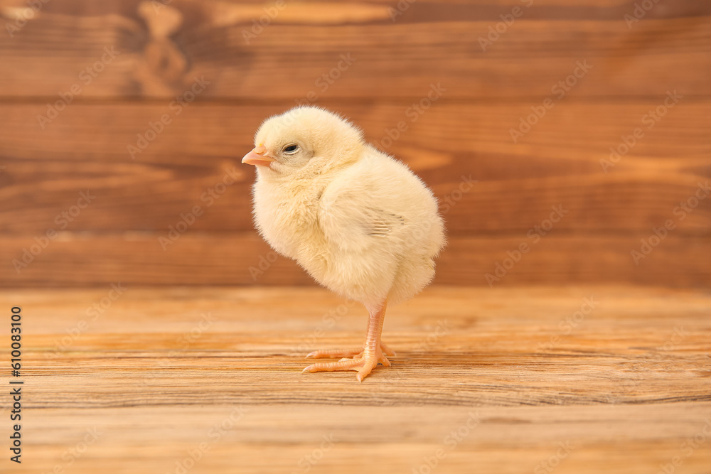 Cute little chick on wooden background