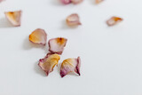 Fototapeta Tulipany - Pink-yellow rose petals lie on a white background. Dry flowers are scattered on the canvas