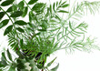 Plants ivy green vegetation 