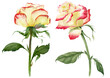 Creamy yellow roses with red tips. Watercolor illustartion,