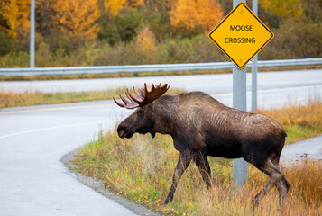 Wall Mural - Moose Bull Male, Picking the Correct Place to Cross the Road, Alaska, USA