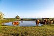 A view on Ditchling Beacon in the South Downs, with a herd of cows at the dew pond