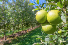 Green Ripe Apples in Orchard, Apple Trees 