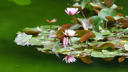 Wall Mural - water lily in a pond