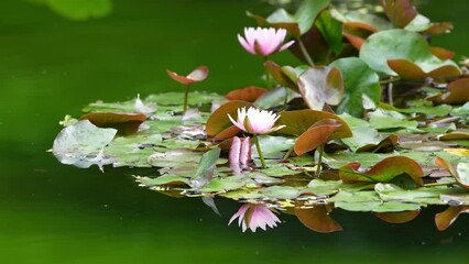 Wall Mural - water lily in a pond