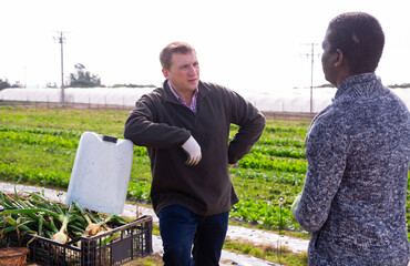 Wall Mural - Two farmers talking about some current issues while standing on vegetable plantation on sunny spring day