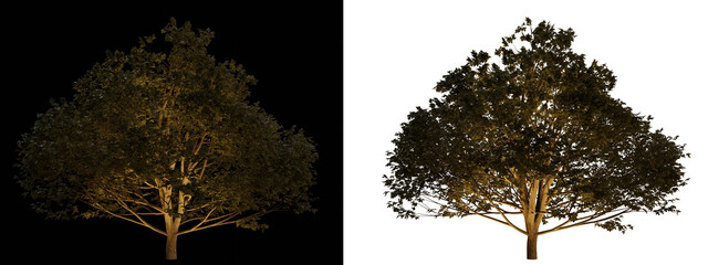 isolated, cutout, hires tree night scene with uplight in transparent background, best for parking la