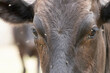 close up of a cows head