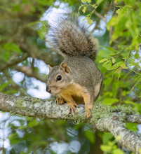 The Fox Squirrel, Also Known As The Eastern Fox Squirrel Or Bryant's Fox Squirrel On A Tree Branch