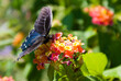 California pipevine swallowtail